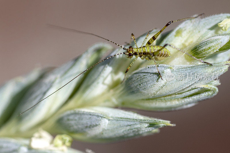 地中海纺织物若虫，Phaneroptera nana